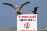 Dangerous Cormorant?
