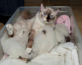 Nursing Ragdoll Kittens