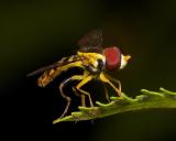 Hoverfly or Disney Character?