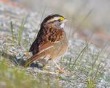White Throated Sparrow