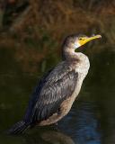 Cormorant