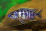 Unknown Male African Cichlid