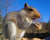 Squirrel Nut