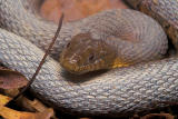 Northern Water Snake?