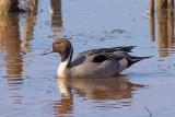 Northern Pintail