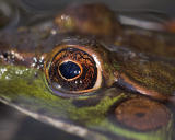 Green Frog Eye