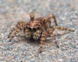 Jumping Spider