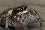 Jumping Spider Story Part - 3