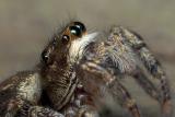 Jumping Spider Story Part - 4