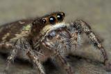Jumping Spider Story Part - 6
