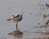 Cozy Yellowlegs