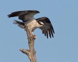 Osprey Catch