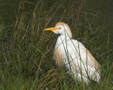 Shy Cattle Egret