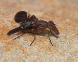 Picture-Winged Fly - Delphinia Picta