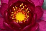 Red Water Lily