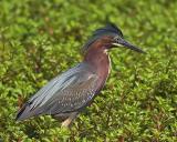 Green Heron