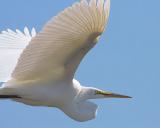 Egret Flight