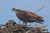 Osprey Family