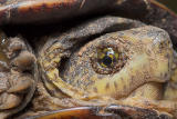 Turtle Close-up