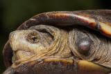 Stubby Turtle