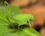 Grasshopper or Katydid?