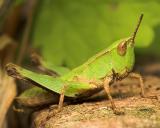 Grasshopper