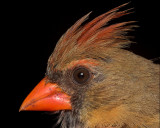 Portrait of a Cardinal