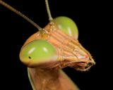 Curious Mantis