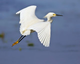 Snowy Egret Flight