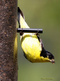 Lesser Goldfinch - Carduelis psaltria