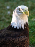 Bald Eagle..