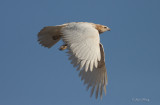 Leucistic Red-Tailed Hawk