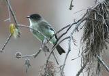 Eastern Phoebe