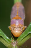 Broad-Headed Sharpshooter (leafhopper)