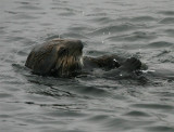 Calif Sea Otter - urchin bashing
