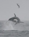 Orca & Common Dolphin