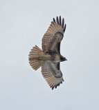 Juvenile Red-tailed Hawk