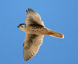 Prairie Falcon Axillars