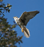 Prairie Falcon Landing