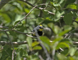Audubons Warbler