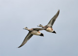 American WIgeon in flight