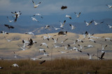 Geese in Flight