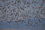 Snow Geese in Flight