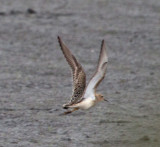 Shorebird in flight