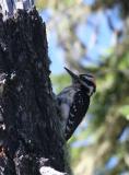 Hairy Woodpecker