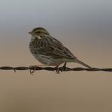 Savannah Sparrow