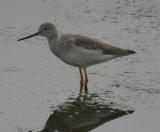 Greater Yellowlegs - 3rd Count Record