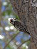 Nuttalls Woodpecker