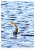 Anhinga