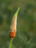 Poppy Cap